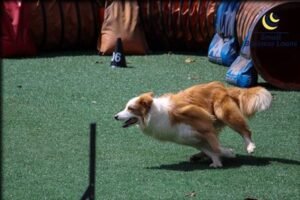 Quick Easy Business Loans